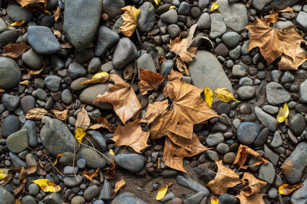 Autumn leaves fallen on the beach.