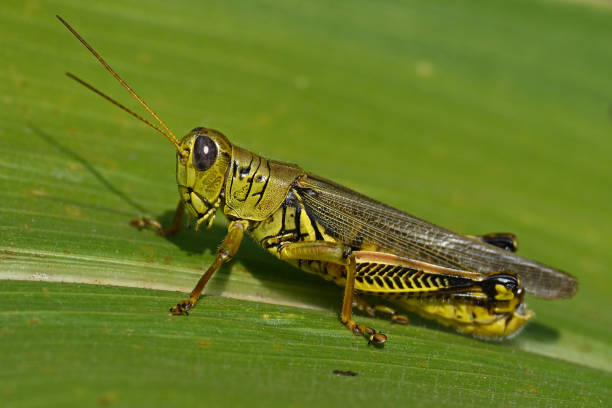 Grasshopper on corn husk Differential grasshopper (Melanoplus differentialis) on corn husk in afternoon sunlight, late summer/early fall. Though a native North American species, people call it a pest because it can greatly damage crops. Others admire its adaptability. Still others point out that it feeds birds and other wildlife when its numbers rise. Taken in a Connecticut cornfield. orthoptera stock pictures, royalty-free photos & images