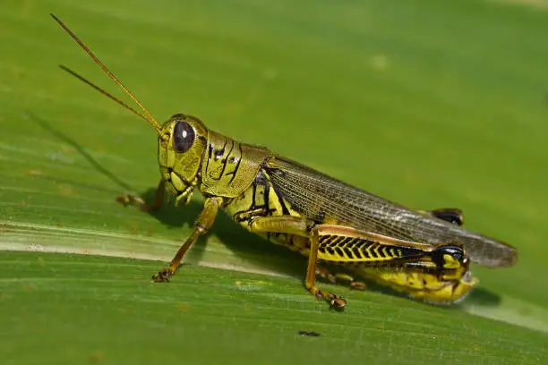 Photo of Grasshopper on corn husk