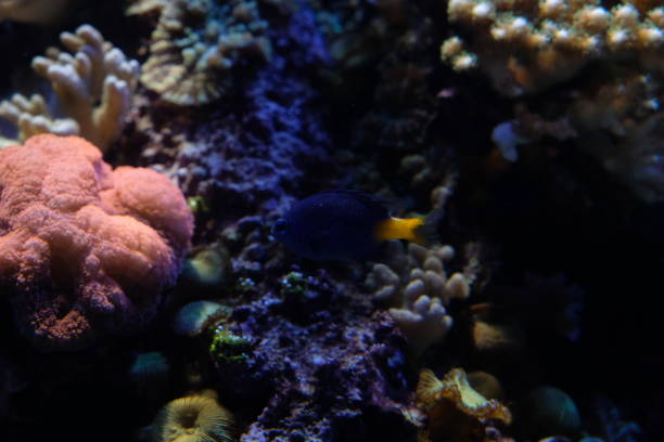istock Underwater coral reef in red sea 1425546687