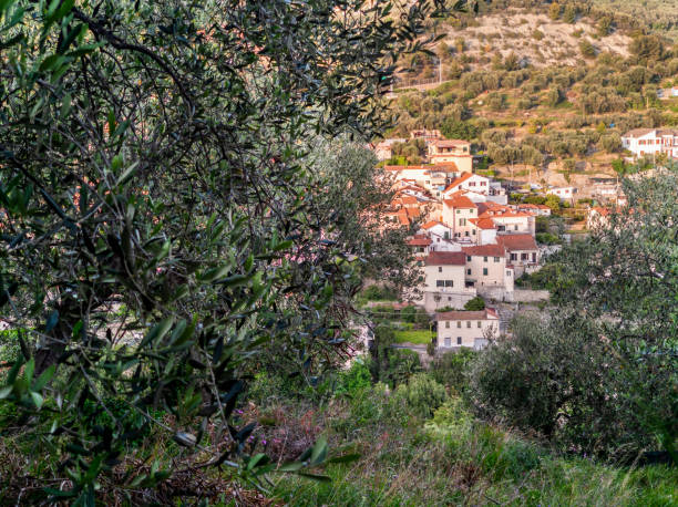 istock village of Liguria with olive tree 1425548781