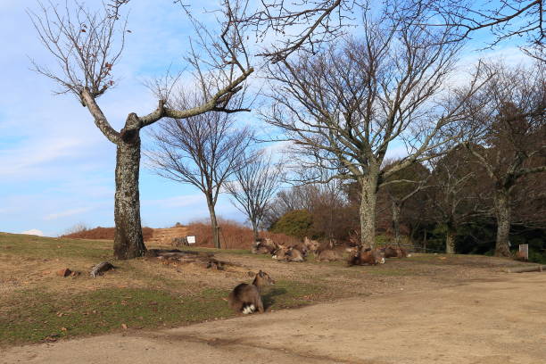 istock Deer on Mount Wakakusa in Nara Prefecture 1425548857