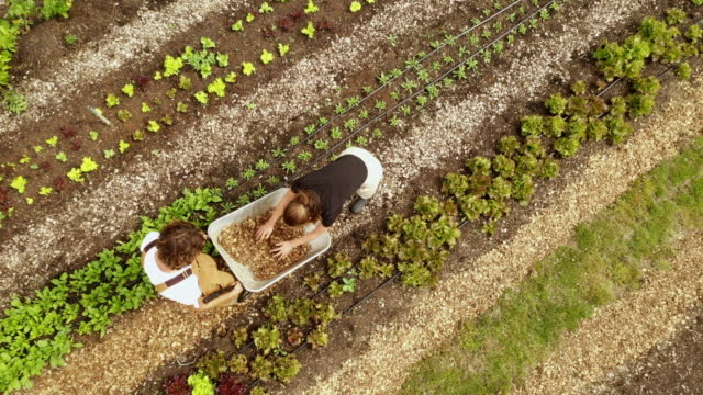 Farming partners spreading wood chips in vegetable garden