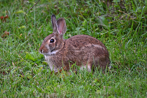 Eastern cottontail rabbit in grass, late summer, in Connecticut