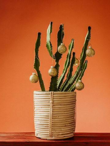 Different christmas tree, cactus with christmas ornaments
Photo taken indoors in studio