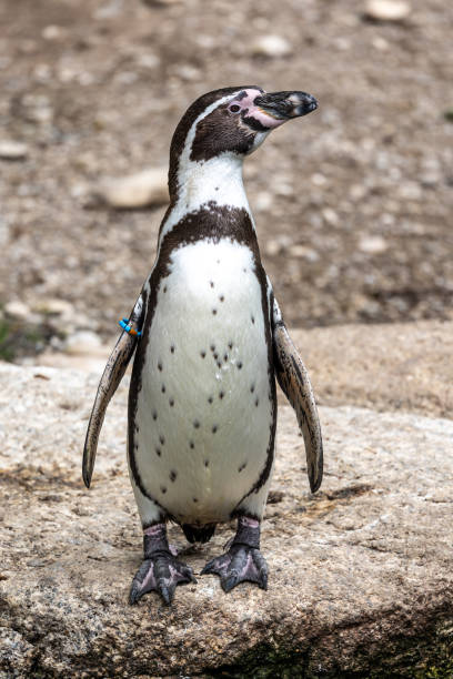 istock Humboldt Penguin, Spheniscus humboldti in a park 1425552874