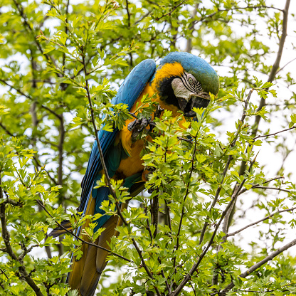 The Blue-and-yellow Macaw, Ara ararauna also known as the blue-and-gold macaw, is a large South American parrot with mostly blue top parts and light orange underparts