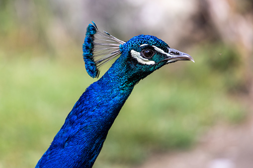 A close-up shot of a peacock.