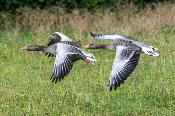 The flying greylag goose, Anser anser is a species of large goose The greylag goose, Anser anser is a species of large goose in the waterfowl family Anatidae and the type species of the genus Anser. Here flying in the air. greylag goose stock pictures, royalty-free photos & images