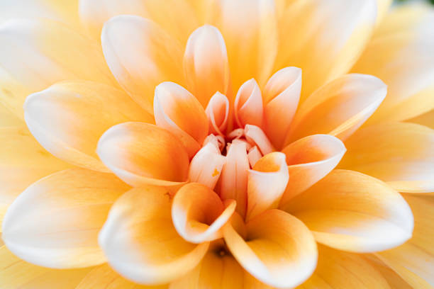 Dahlia in close range with beautiful colors, and soft focuss background.