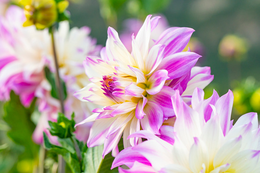 A picture of the beautiful pink dahlia in a garden.