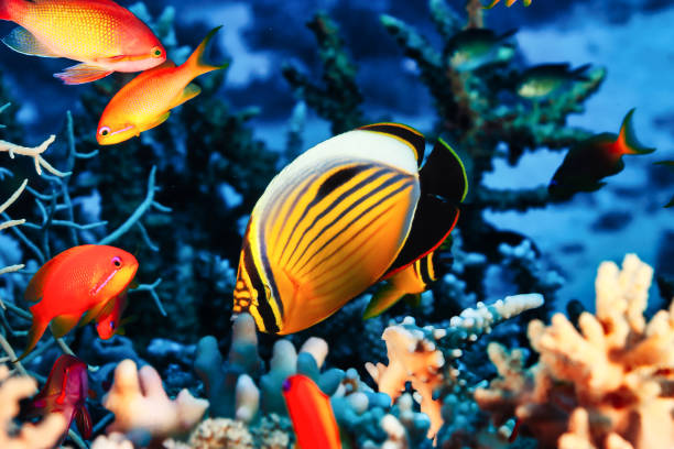 Yellow red fish swimming in blue ocean water tropical under water. Scuba diving adventure in Maldives. Fishes in underwater wild animal world. Observation of wildlife Indian ocean. Copy text space peces rojos amarillos nadando en el agua azul del océano tropical bajo el agua. aventura de buceo en maldivas. peces en el mundo de los animales salvajes submarinos. observación de la vida silvestre del océano Índico. copiar espacio de texto