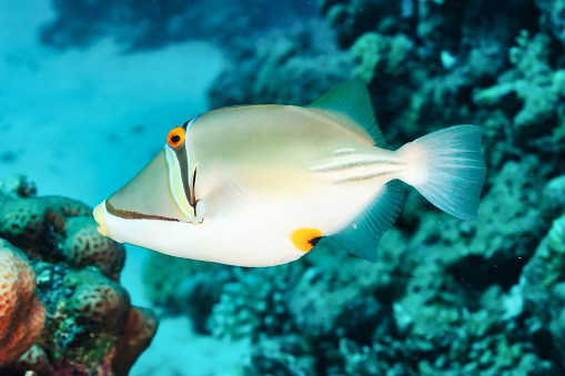 White fish swimming in blue ocean water tropical under water. Scuba diving adventure in Maldives. Fishes in underwater wild animal world. Observation of wildlife Indian ocean. Copy text space
