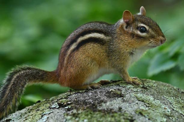 istock Eastern chipmunk on rock covered in lichen 1425557297