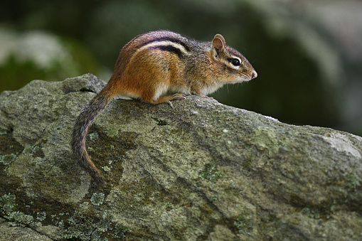 Eastern chipmunk on knife edge of rock in a New England stone wall. Of about 25 chipmunk species in the world, 24 occur in North America, one in Siberia. This is the only one in the eastern U.S.