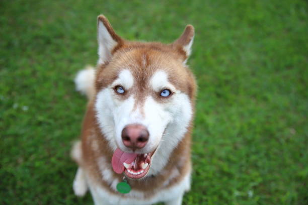 istock Siberian husky portrait 1425559358