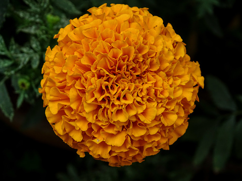 The name marigold has a religious origin. The marigold was called as Mary's Gold since it was named after the mother of Jesus, the Virgin Mary. The marigold produces flowers in white, yellow, gold, and orange colours through out the year and in seasons. They are used to make bouquets. It is a cheap flower to be used for flower vases. It symbolises positive emotions and energy. The fiery yellow, orange, and red colour marigold flowers symbolise warmth of the Sun, happiness, joy, optimism, and good luck. They have musky smell like wet hay or straw. They repel insects. The photo displays the top view of the orange colour marigold flower.