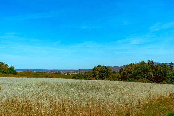 Rural scene