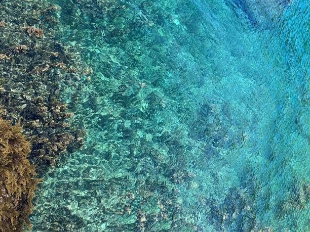 istock Blue sea clear water surface with dense tropical algae at the seabed. 1425563159