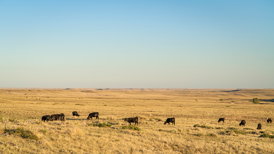 cattle grazing on a Colorado prairie, Soapstone Prairie Natural Area