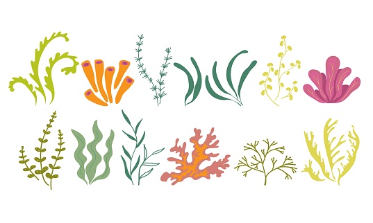 Underwater marine flora. Seaweed ocean plants phytoplankton, algae, laminaria, sea moss. Green seaware set. Vector illustration on a white background