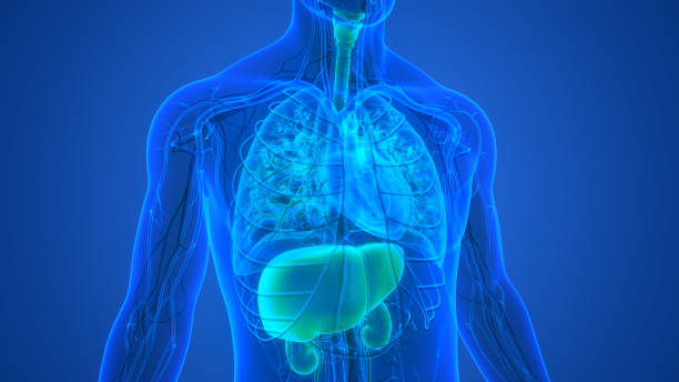 istock Human Internal Organs Liver with Urinary System Anatomy 1425564642