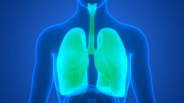 istock Human Respiratory System Lungs Anatomy 1425564676