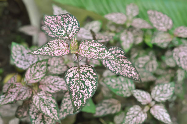 istock pink and green leafed plants 1425565573