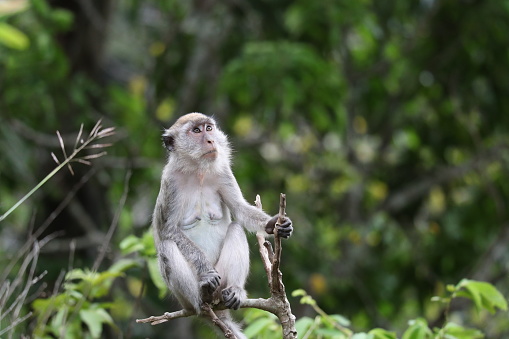 Long-tailed Macaques scattered in the Ulu Masen ecosystem, Aceh, Indonesia