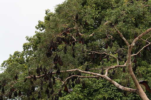 a group of bats in Aceh's Ulu Masen ecosystem. Bats are the only mammals that can fly