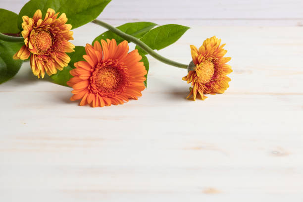 Border of three fresh orange and yellow Gerbera daisy flowers on a white wood table with copy space