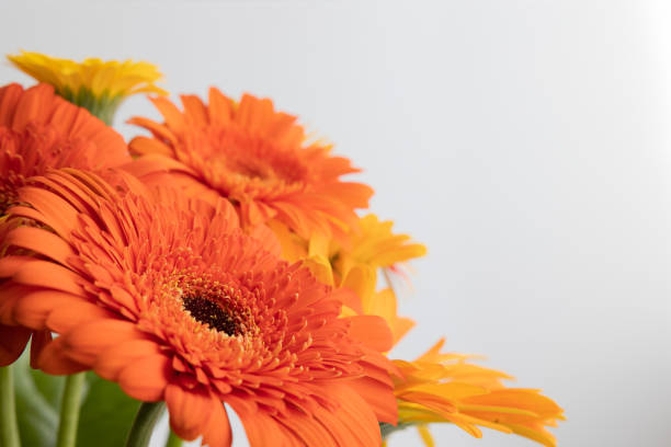 istock Close up orange and yellow Gerbera daisies 1425568780