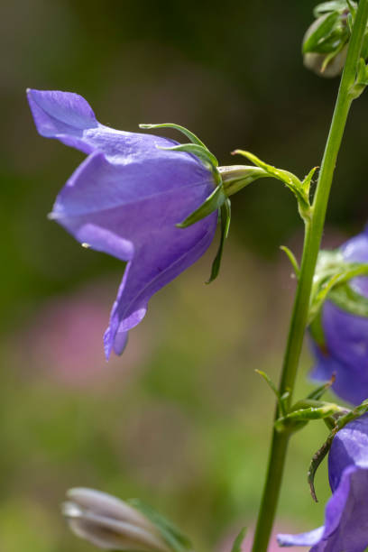istock Blue Canterbury bells flower 1425569111