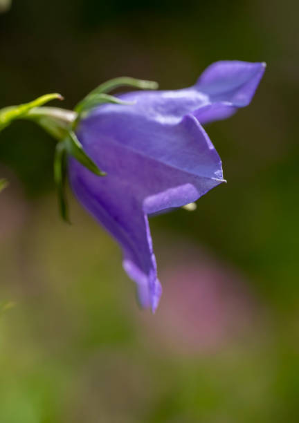 istock Blue Canterbury bells flower 1425570127