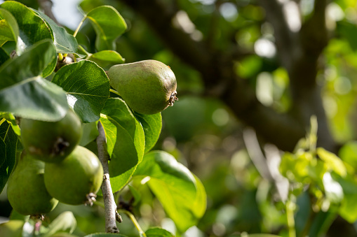 Unripe pears growing on a tree