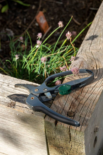 secateurs on a raised bed - chive blossom imagens e fotografias de stock