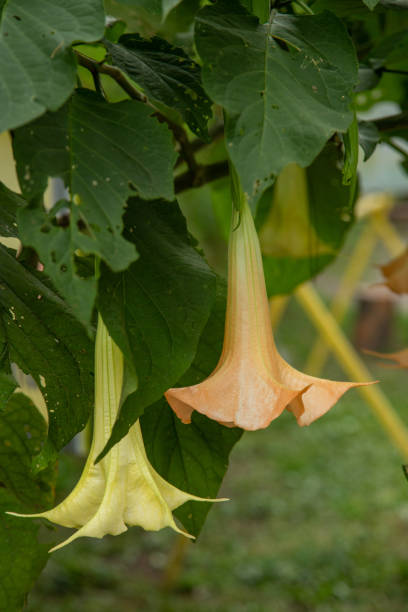 istock Golden angel's trumpet flowers 1425571990