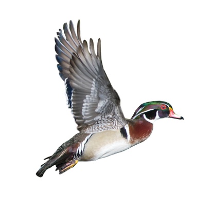 male wood duck drake Aix sponsa flying showing beautiful red, blue, purple, green, chestnut colors. Wings up with great feather detail of the under wing. Isolated cutout on white background, Florida