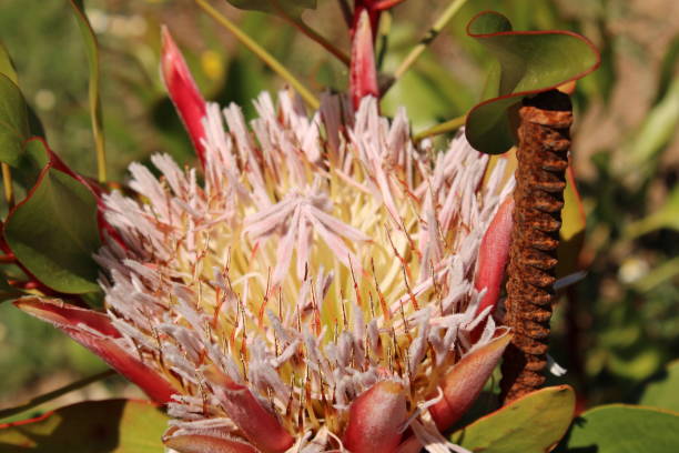 istock Species of plants 1425573534