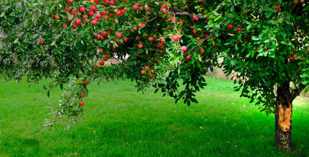 istock Apple Tree in Fall Autumn with Ripe Red Apples Ready to Harvest 1425574151