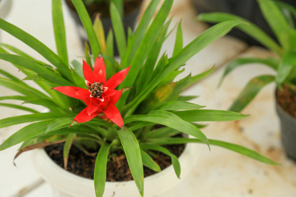 scarlett estrela ou inclinação tufada de cabeça caída - bromelia - fotografias e filmes do acervo