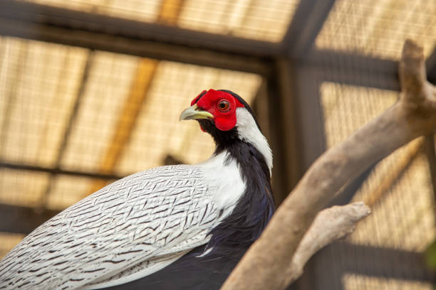 istock Silver Pheasant perched on wood in a cage 1425574288