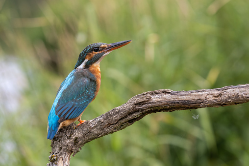 Female common kingfisher (Alcedo atthis) perching on a branch.