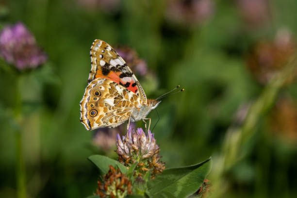 Butterfly feeding on garden flowers.