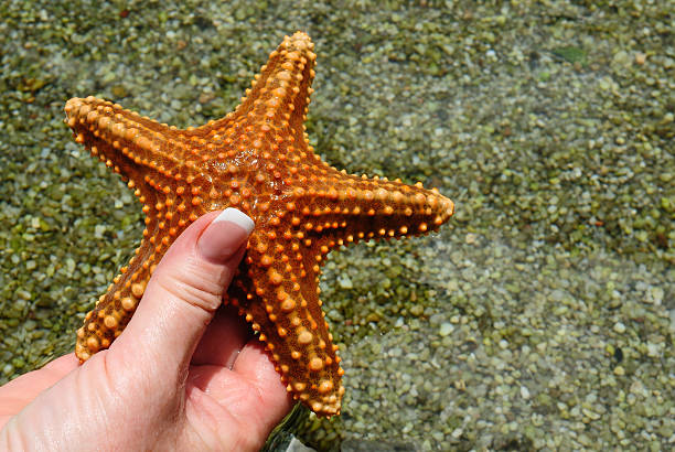 istock Red starfish in human hand 142557857
