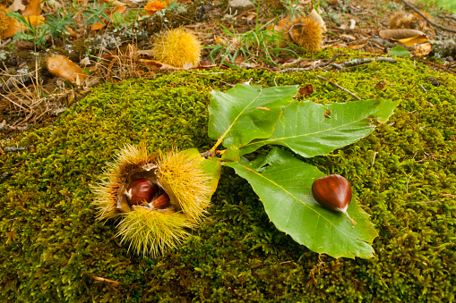 Chestnut inside her hedgehog on the forest floor, over three chestnut leaves