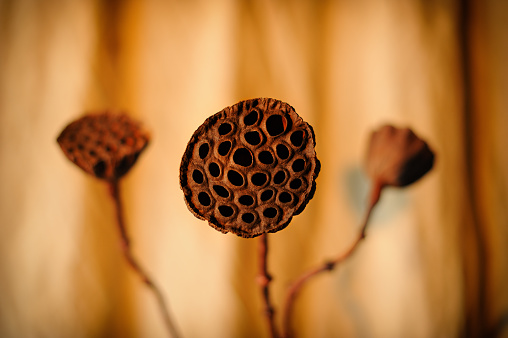 Natural dried lotus seed pods, real flower arrangement bouquet, decorative floral, close-up on