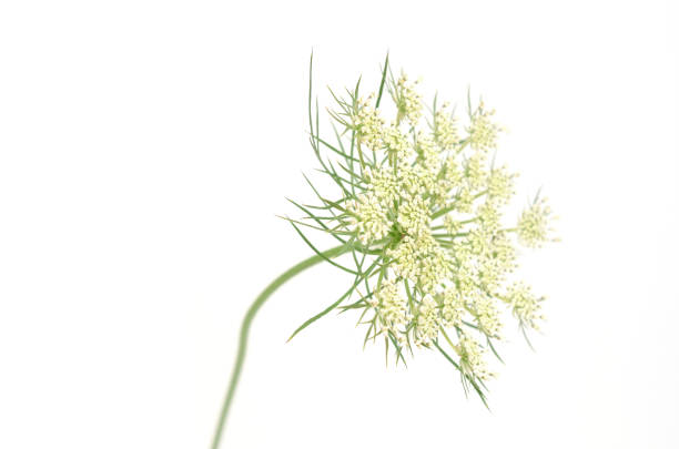 white wildflower hemlock flower A white wildflower hemlock flower isolate white cicuta virosa stock pictures, royalty-free photos & images