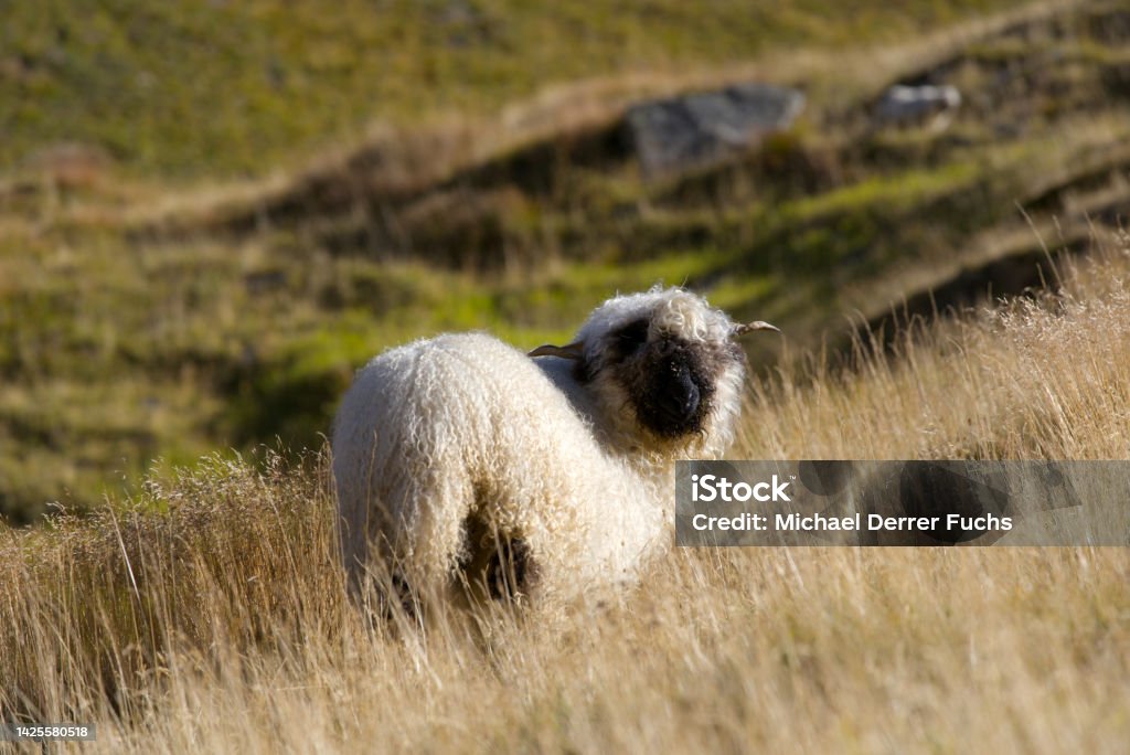 Herd of black head sheep grazing at meadow at region of Swiss mountain pass Furkapass on a sunny late summer day. Photo taken September 12th, 2022, Furka Pass, Switzerland. Agriculture Stock Photo