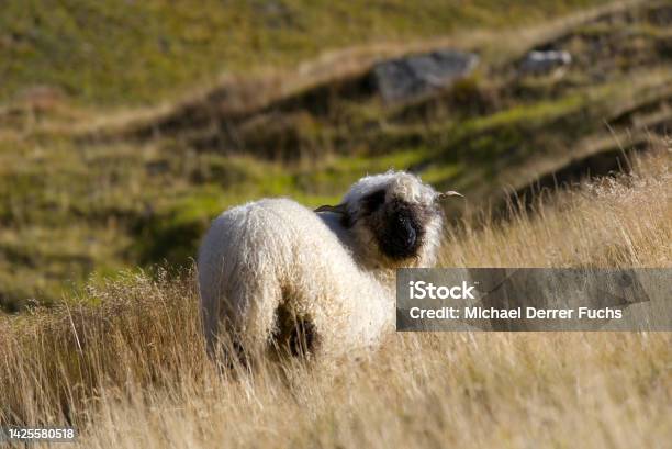 Herd Of Black Head Sheep Grazing At Meadow At Region Of Swiss Mountain Pass Furkapass On A Sunny Late Summer Day Stock Photo - Download Image Now